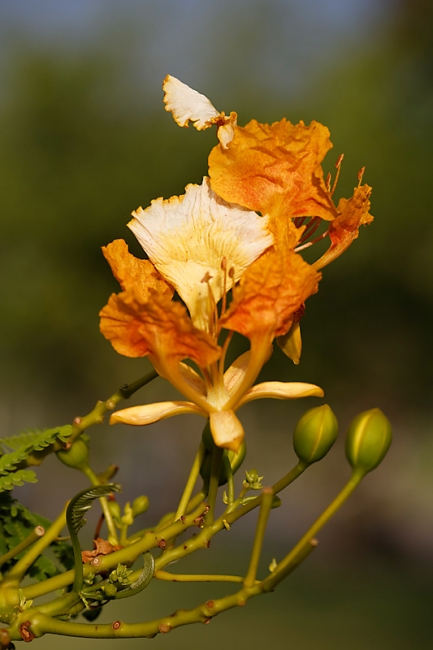 Suan Luang-JUN14-111